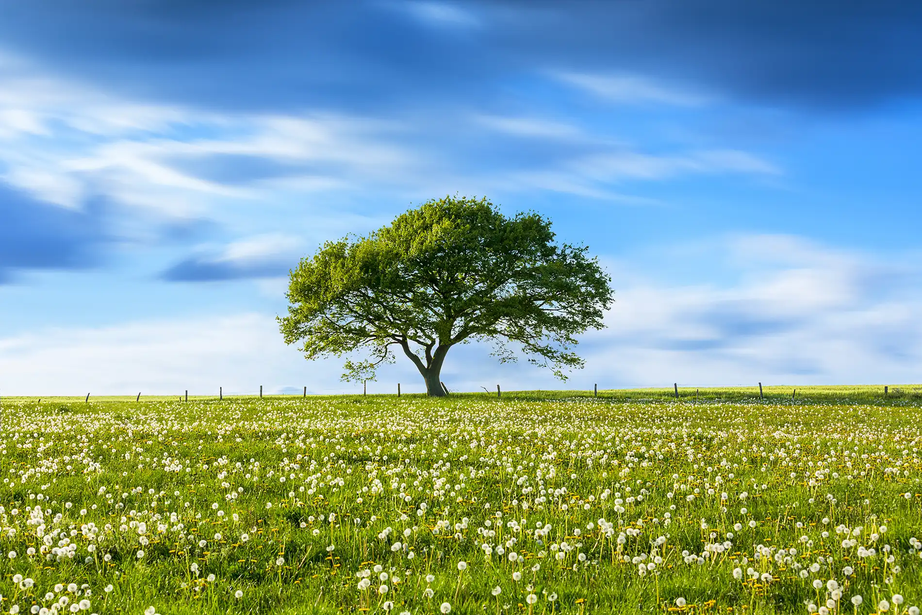 Tree on flowery hill in front of clouds